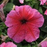 Daddy® Red Petunia