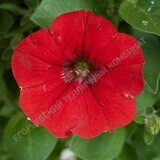 Петуния Littletunia Bright Red  